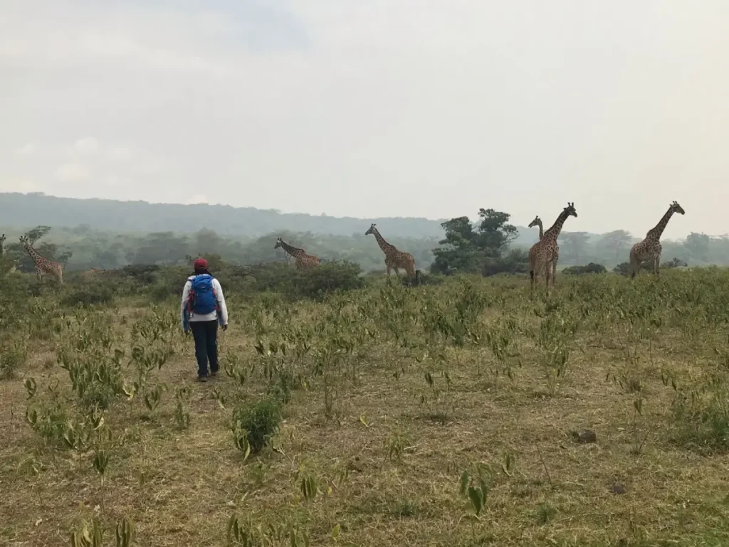 Arusha National Park Safari