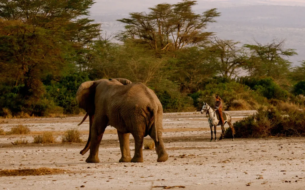 Horse Riding with Elephant walking past from the Green Side Tanzania