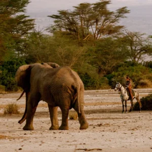 Horse Riding with Elephant walking past from the Green Side Tanzania